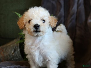 Bichpoo dogs - Ad 21