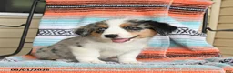 Mixed Breed dogs for sale: Timber - Ad 3