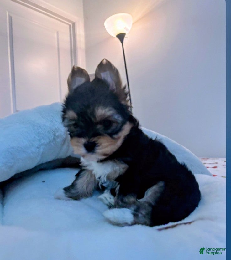 Mixed Breed dogs Mixed Breed Puppy 1 - Ad 18