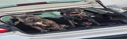 Cane Corso dogs for sale: Cane Corso Puppy 2 - Ad 8