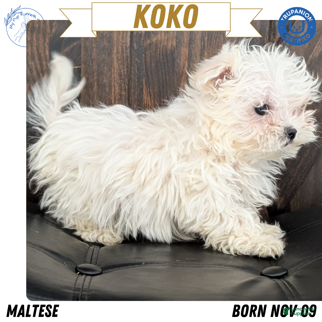 Maltese dogs Koko - Ad 16