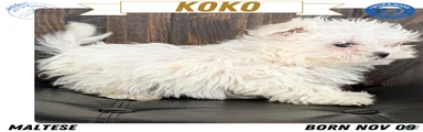 Koko