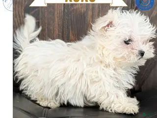 Maltese dogs Koko - Ad 16