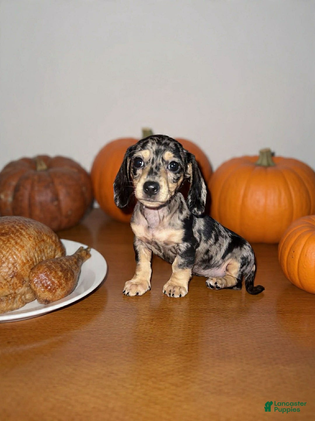 Dachshund dogs for sale: Polkadot - Ad 3