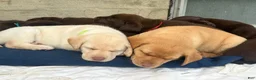 Labrador Retriever dogs for sale: Scooby - Ad 3