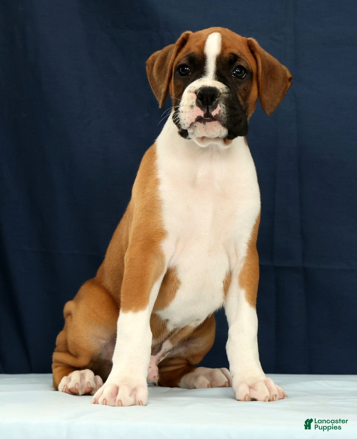 Boxer dogs Larry - Ad 2