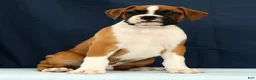 Boxer dogs for sale: Larry - Ad 2