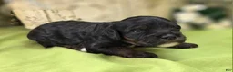 Cockapoo dogs for sale: Lady - Ad 2