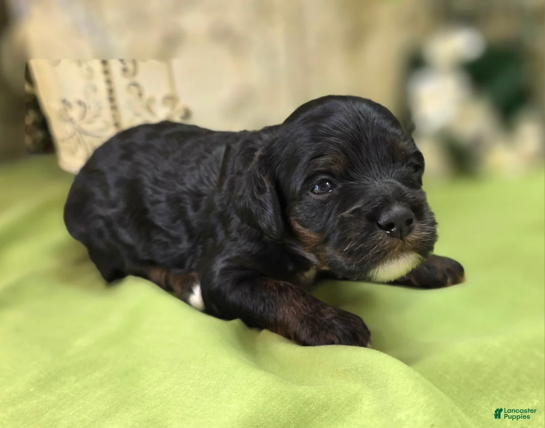 Cockapoo dogs for sale: Lady - Ad 2