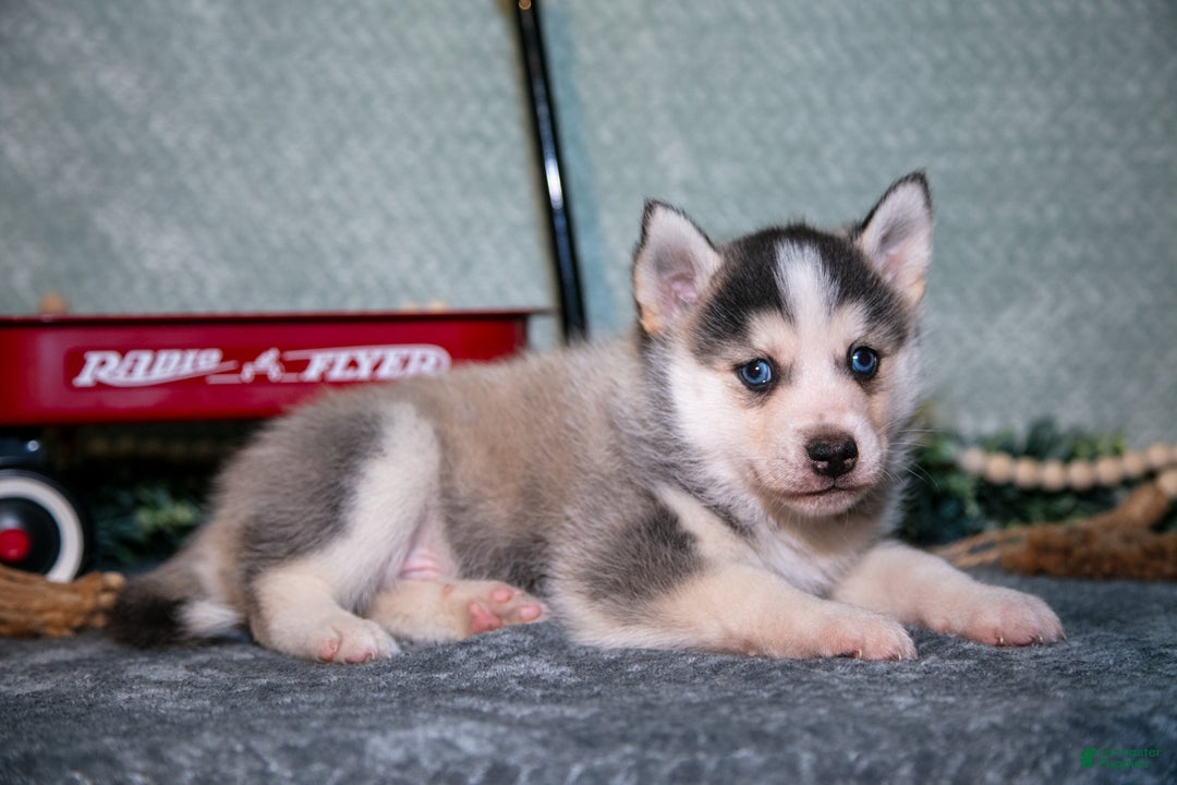 Pomsky dogs for sale: Leroy - Ad 2