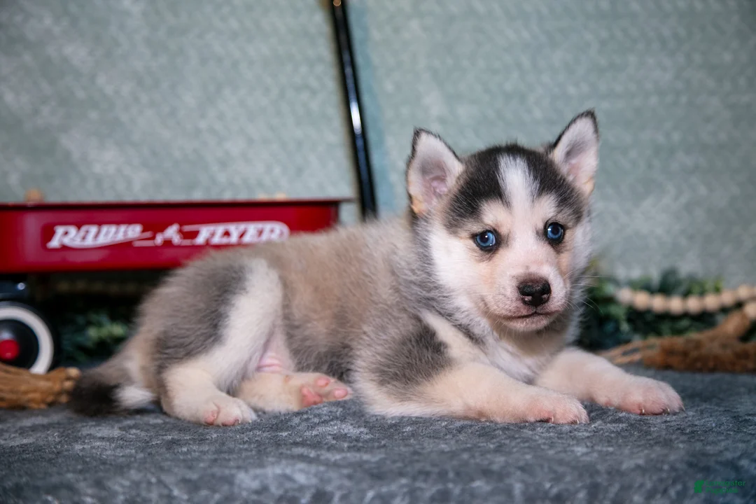 Pomsky dogs for sale: Leroy - Ad 2