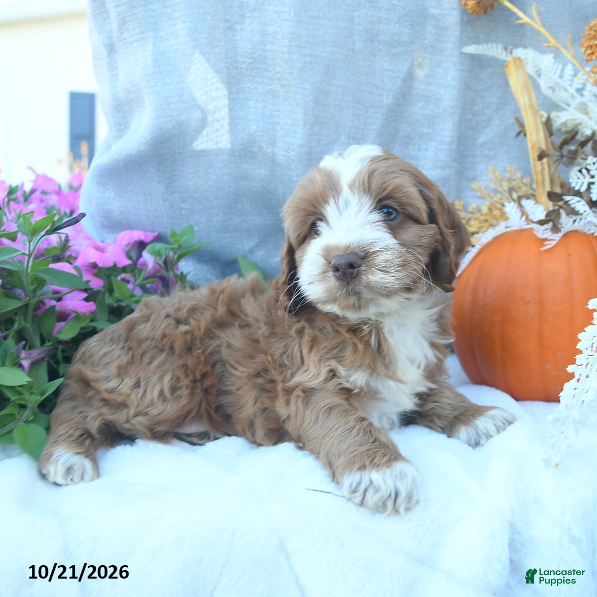 Cockapoo dogs Cinnamon - Ad 2