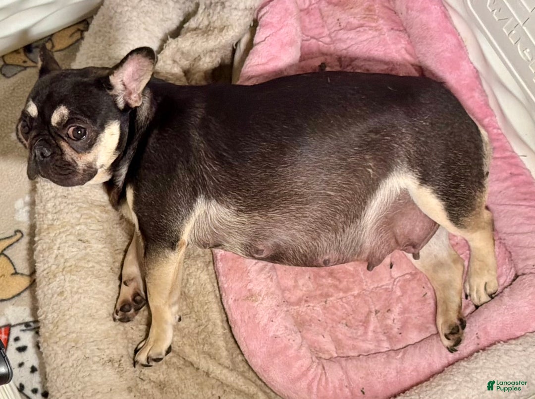 French Bulldog dogs for sale: Puppy 2 - Ad 2