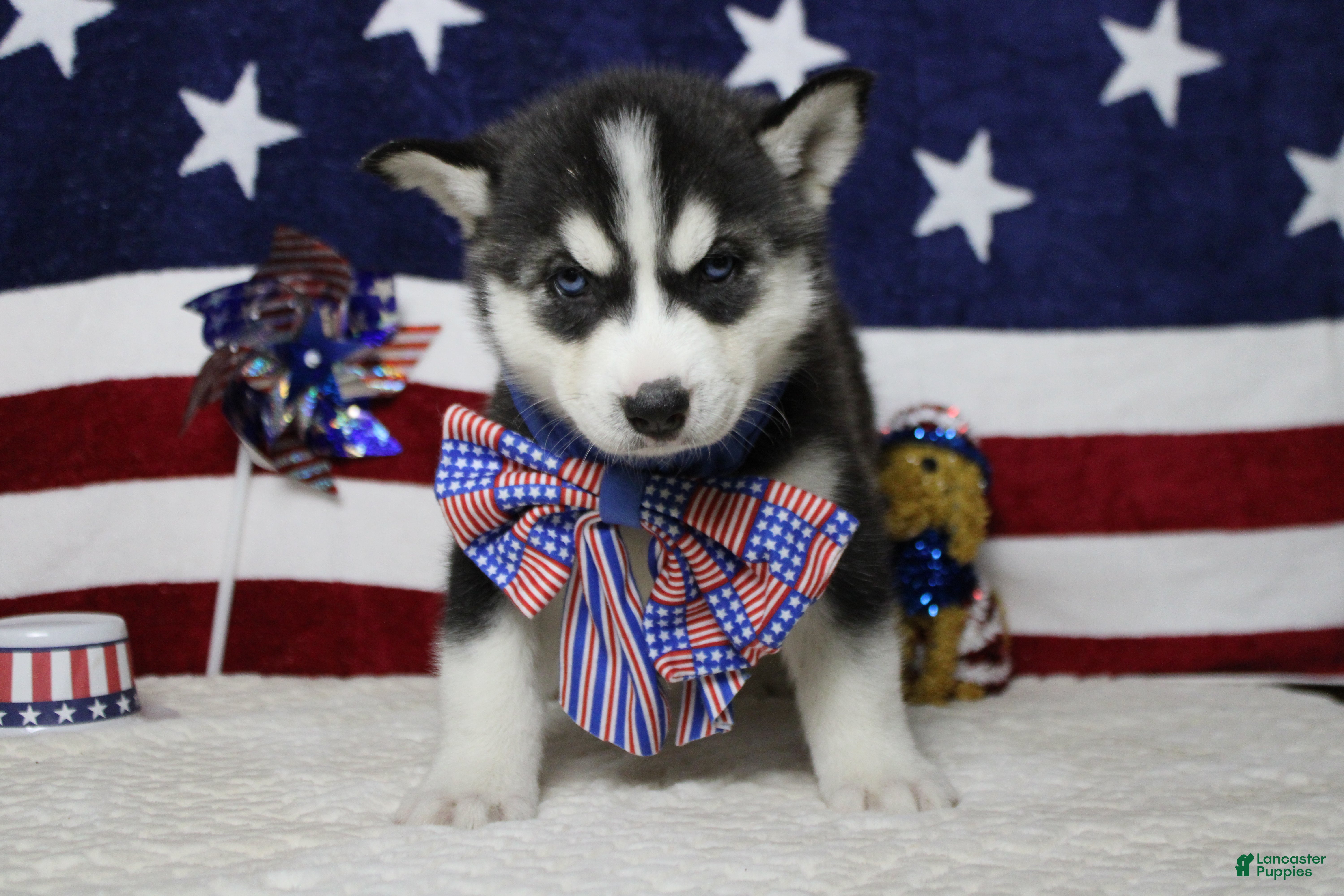 Siberian Husky dogs Storm  - Ad 8