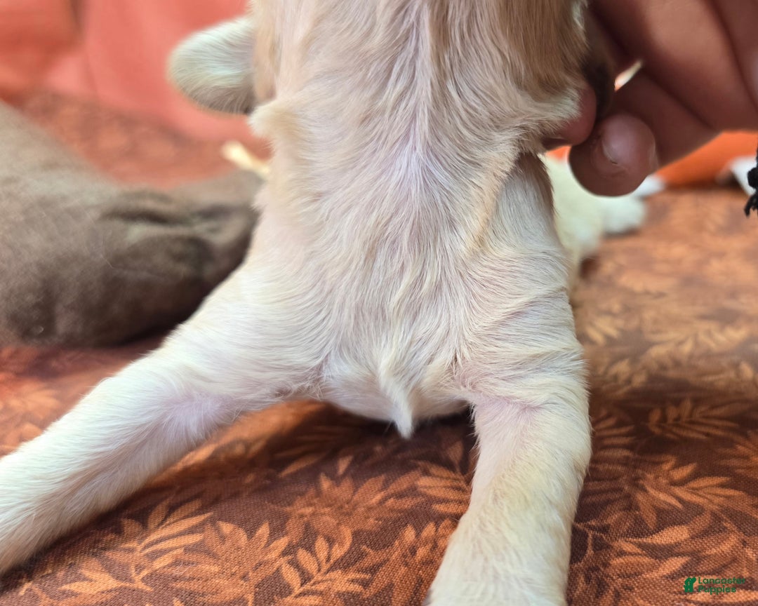 Cockapoo dogs for sale: Lieutenant Pete - Ad 10