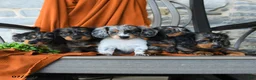 Miniature Dachshund dogs for sale: Malichi - Ad 3
