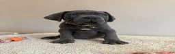Cane Corso dogs for sale: Hulk  - Ad 7
