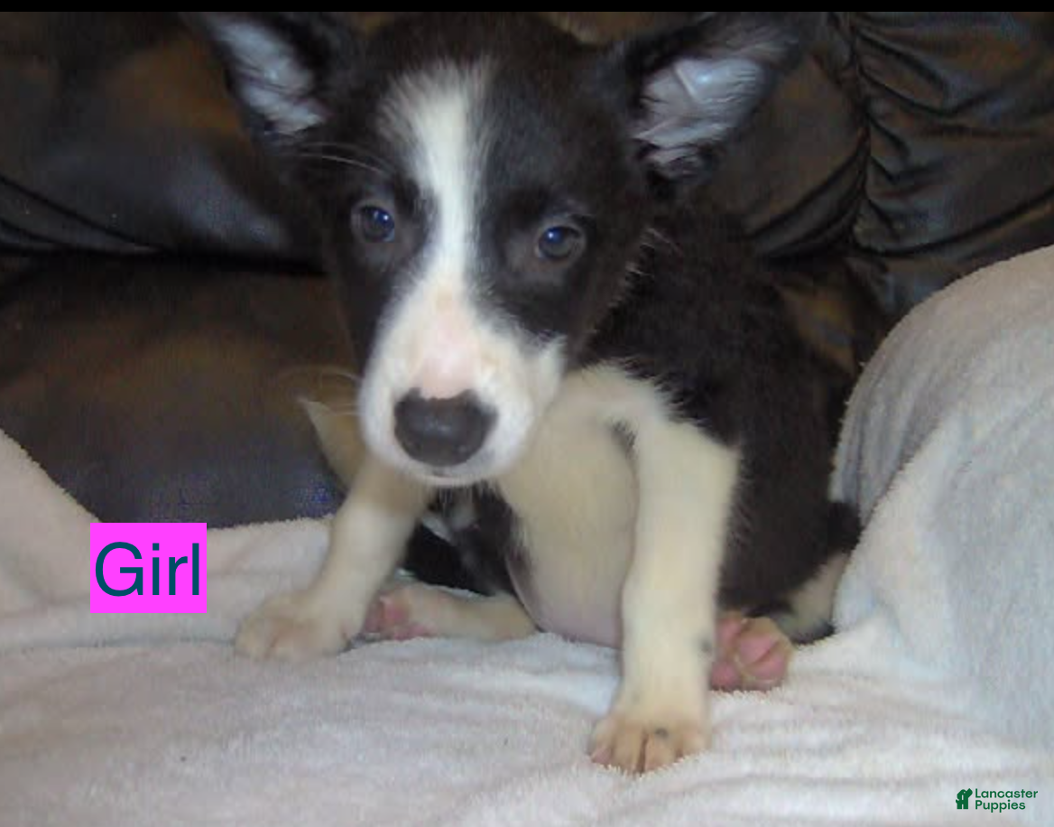 Border Collie dogs for sale: Border Collie Girl 1 - Ad 6