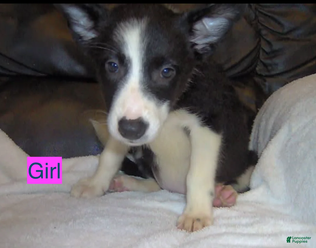Border Collie dogs for sale: Border Collie Girl 1 - Ad 1