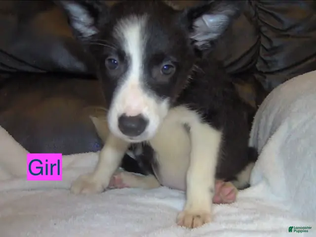 Border Collie dogs for sale: Border Collie Girl 1 - Ad 6