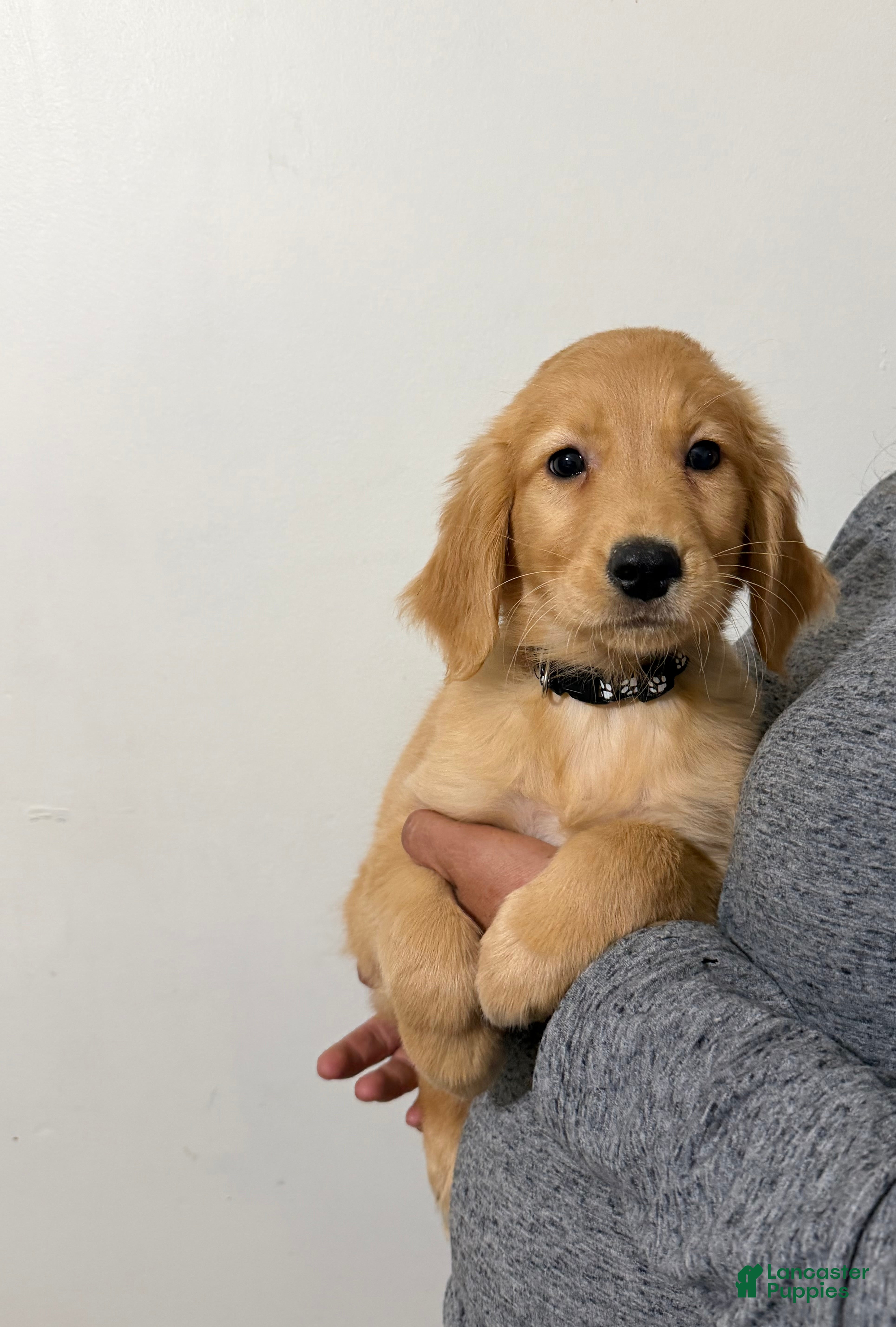 Golden Retriever dogs Charlotte  - Ad 1