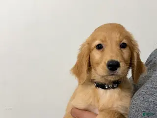 Golden Retriever dogs for sale: Charlotte - Ad 1
