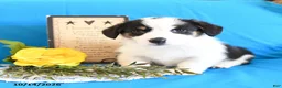 Welsh Corgi Pembroke dogs for sale: Ella - Ad 4