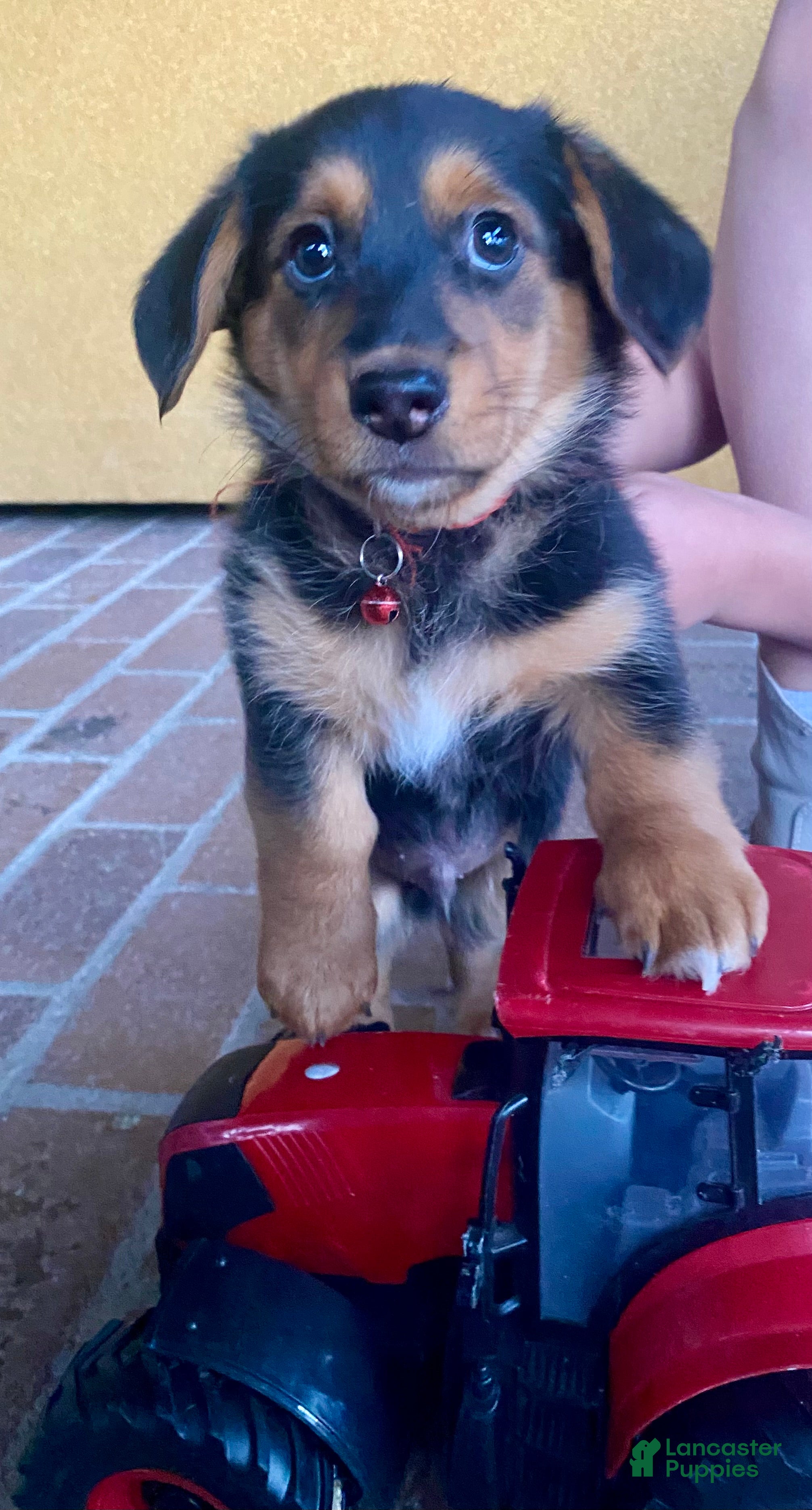 Mixed Breed dogs Griz - Ad 3