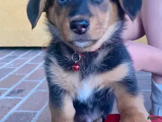 Mixed Breed dogs Griz - Ad 4