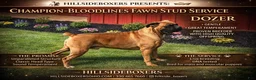 Boxer dogs for stud: Hillsides Dozer - Ad 1