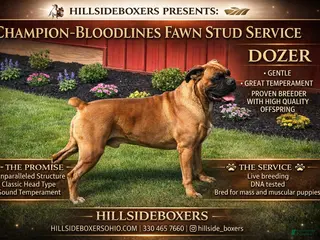 Boxer dogs Hillsides Dozer - Ad 26