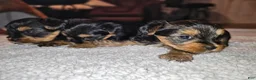 Yorkshire Terrier dogs for sale: Max - Ad 20