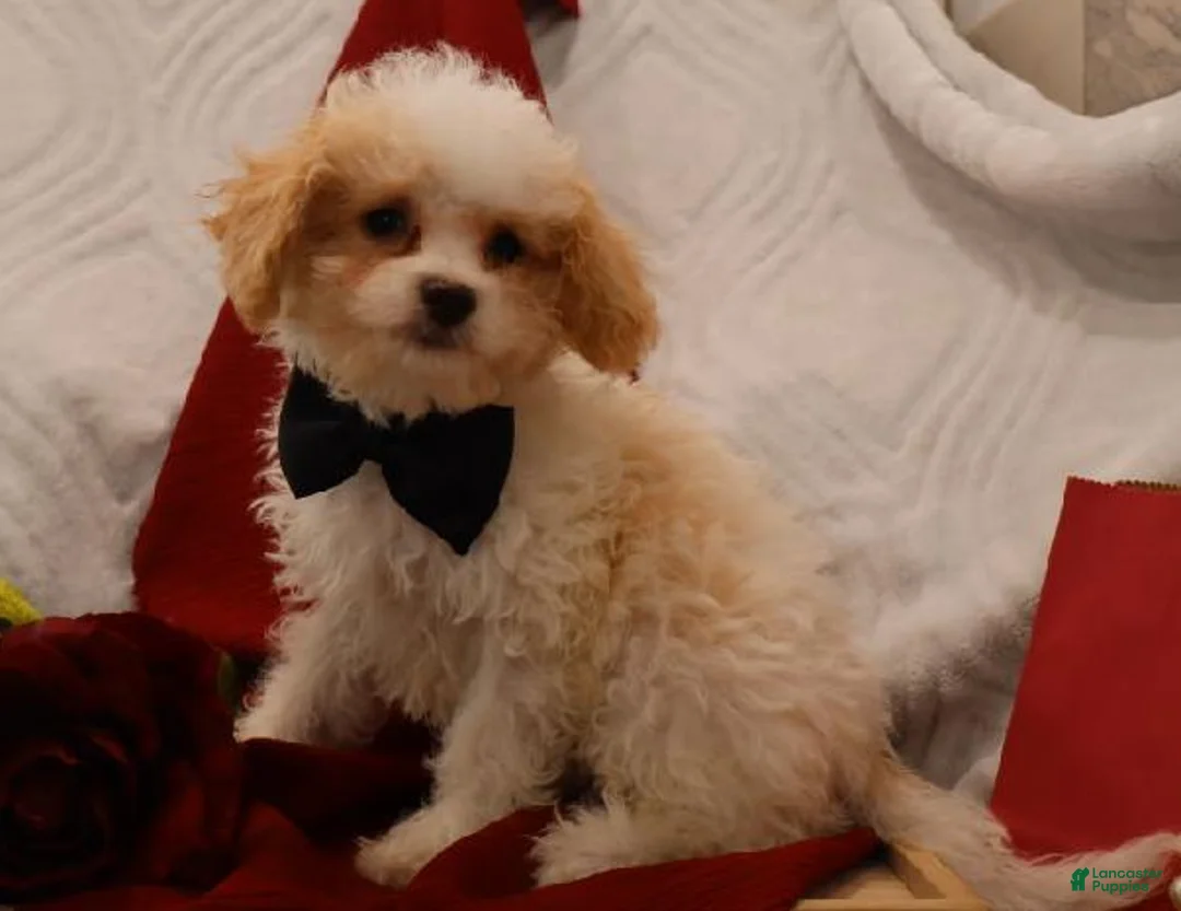 Cavapoo dogs for sale: Conner - Ad 4