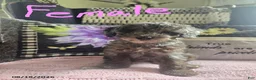 Miniature Poodle dogs for sale: Tulip - Ad 1