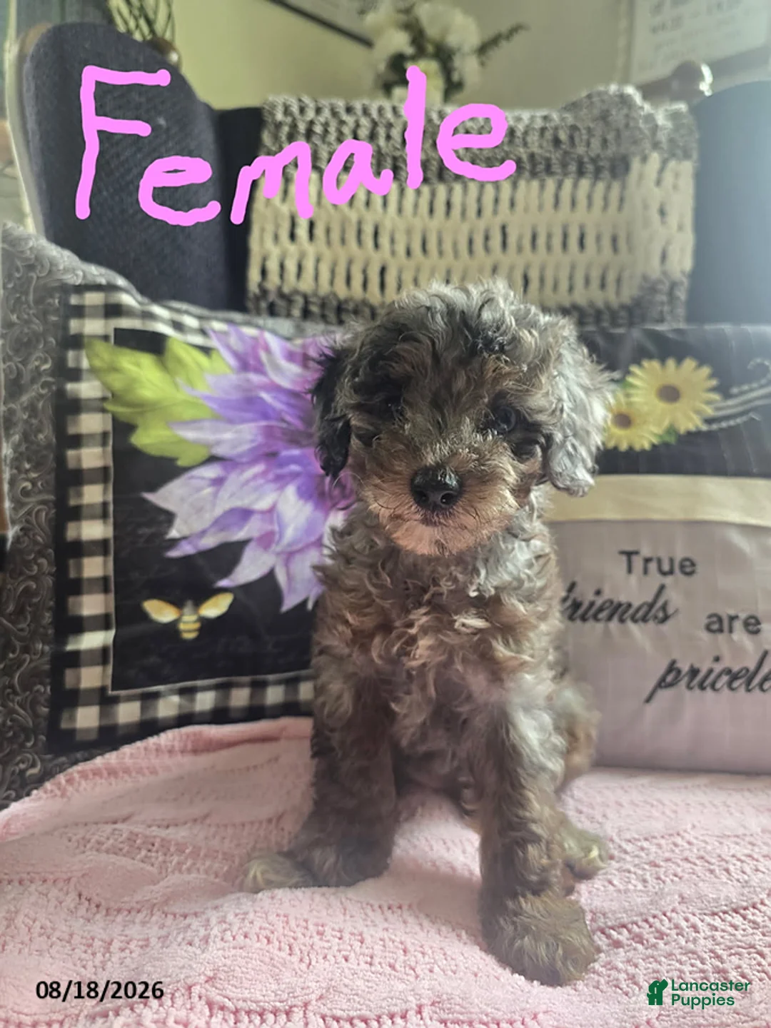 Miniature Poodle dogs for sale: Tulip - Ad 1