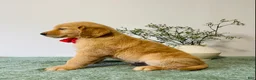Golden Retriever dogs for sale: Max - Ad 5
