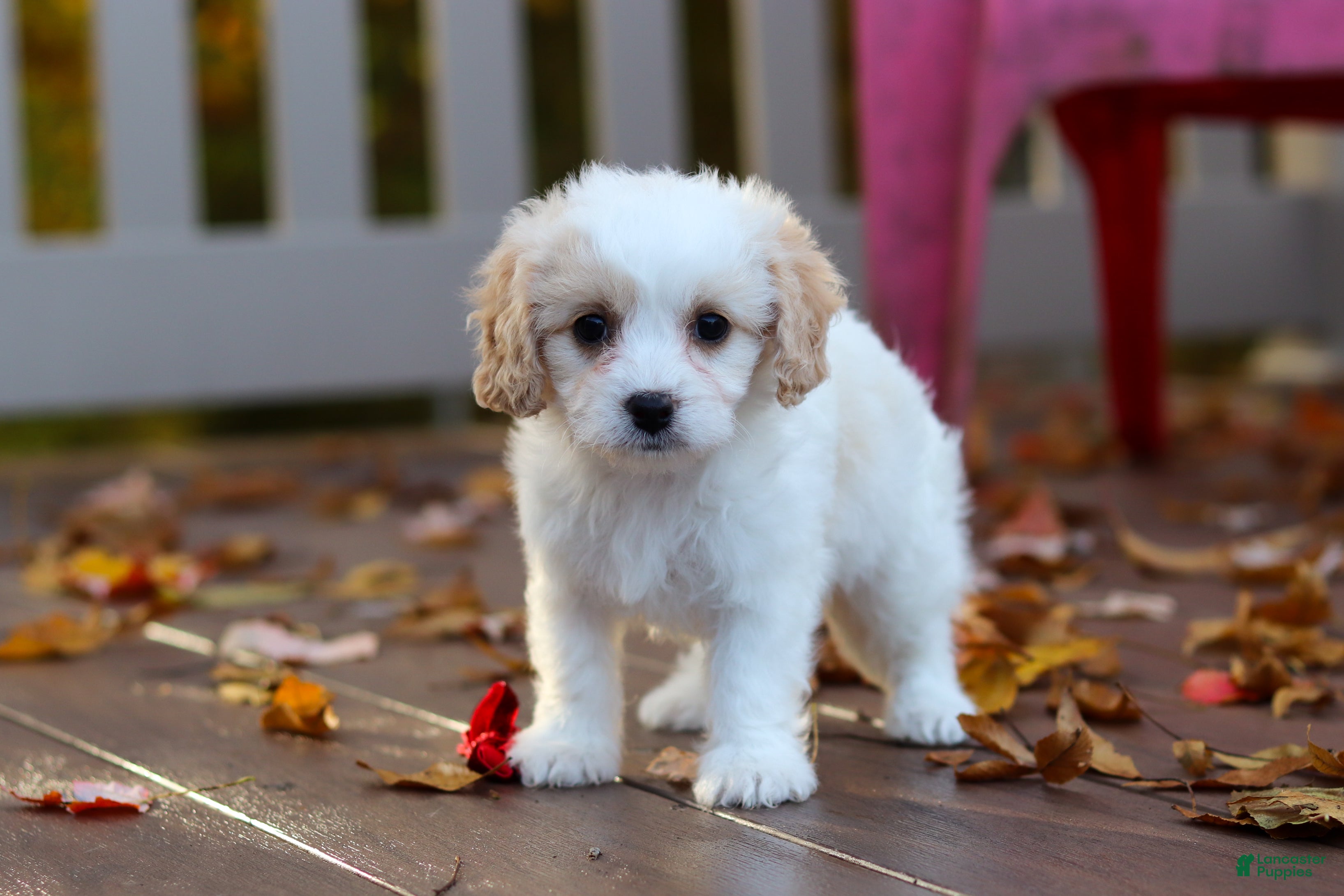 Cavachon dogs for sale: Lily - Ad 2