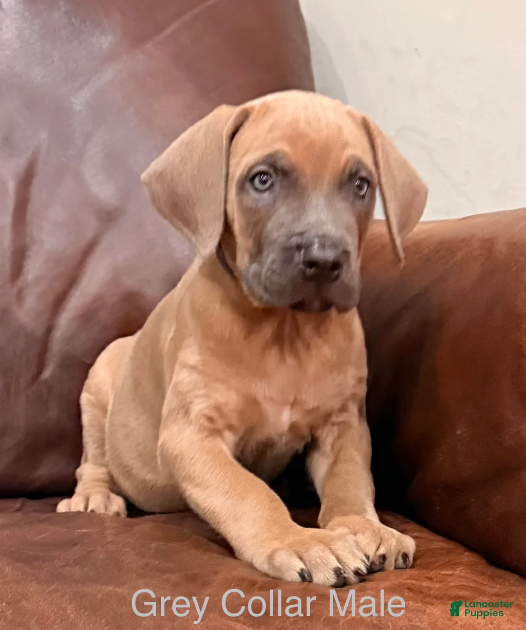 Cane Corso dogs for sale: Grey Collar Cane Corso Puppy - Ad 1