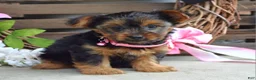Yorkshire Terrier dogs for sale: Skye - Ad 2