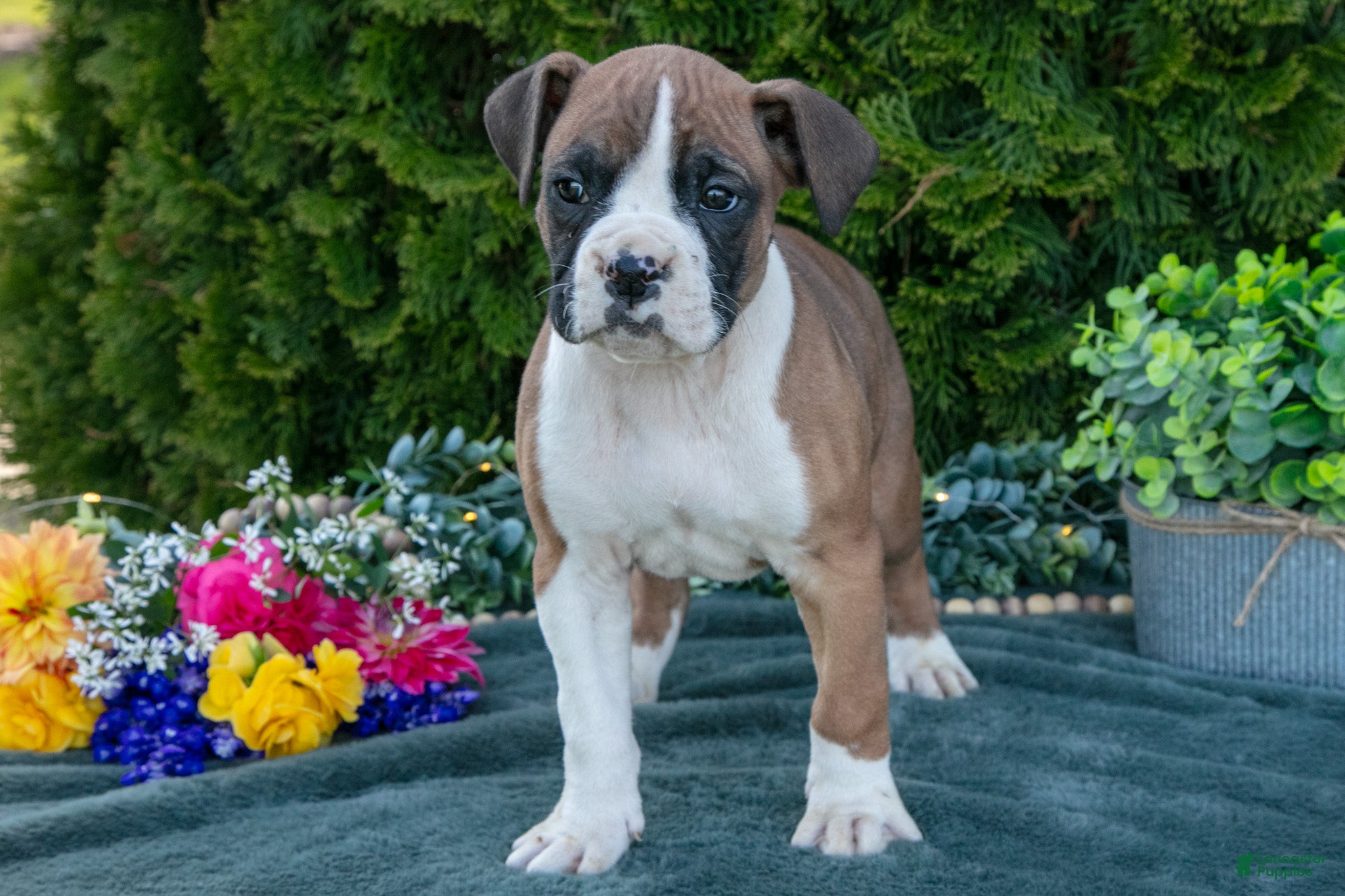 Boxer dogs Buster - Ad 2