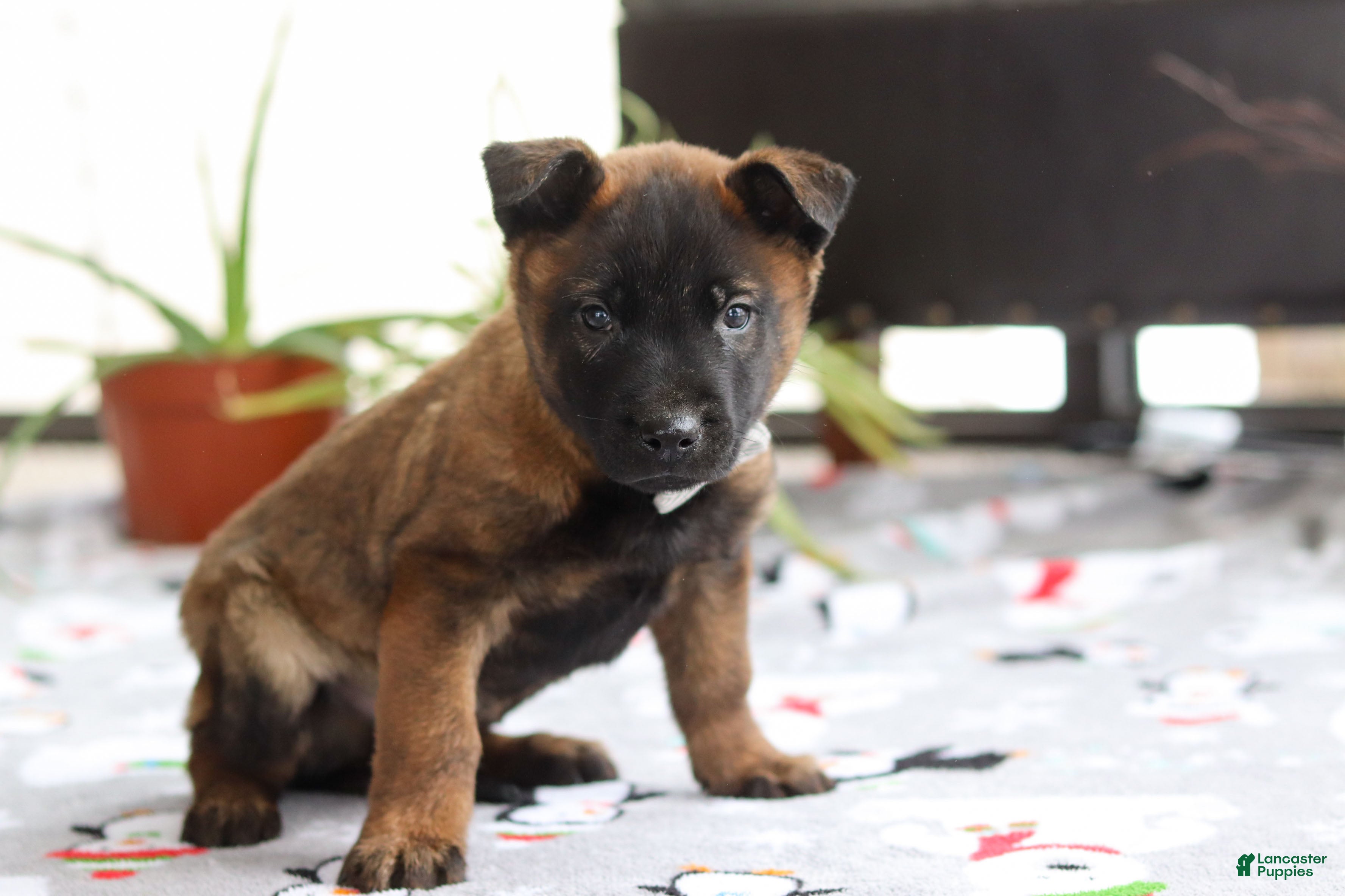 Belgian Malinois dogs Kaiden - Ad 1