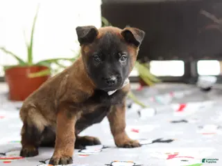 Belgian Malinois dogs Kaiden - Ad 1