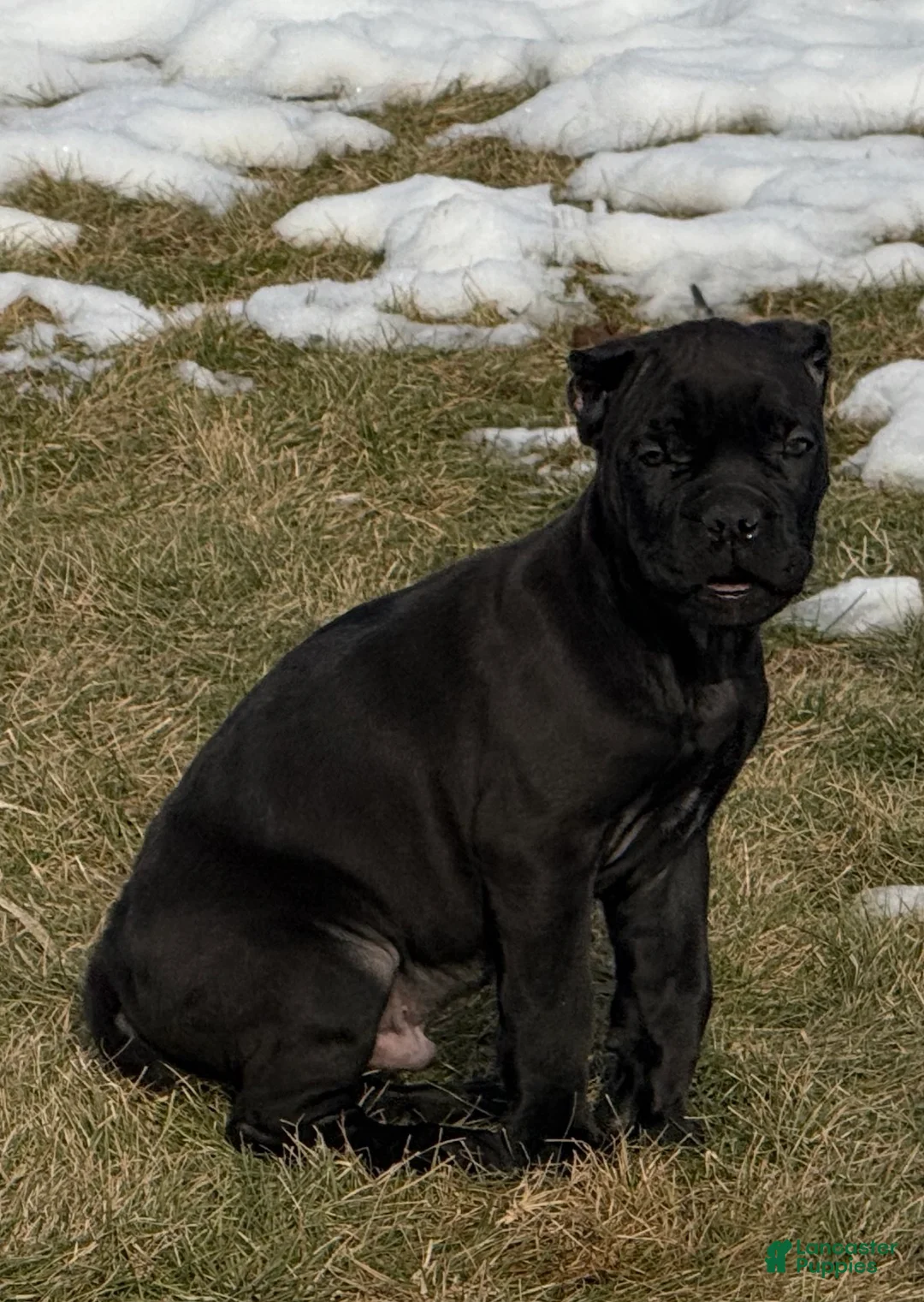 Cane Corso dogs for sale: Cane Corso Puppy 3 - Ad 7