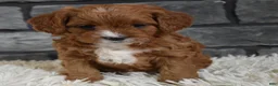 Cavapoo dogs for sale: Paige - Ad 5