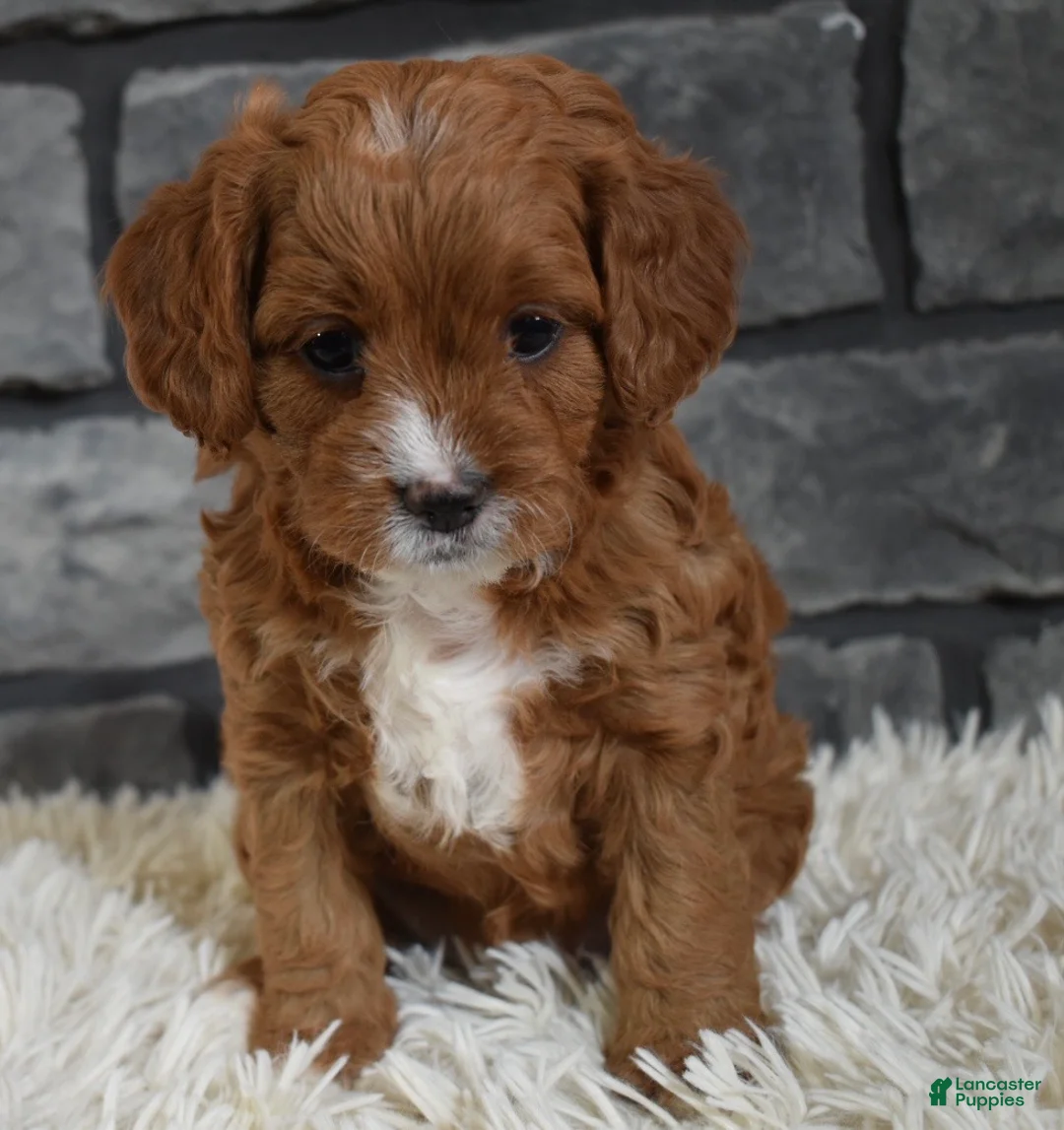 Cavapoo dogs for sale: Paige - Ad 5