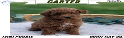 Toy Poodle dogs for sale: Carter  - Ad 1