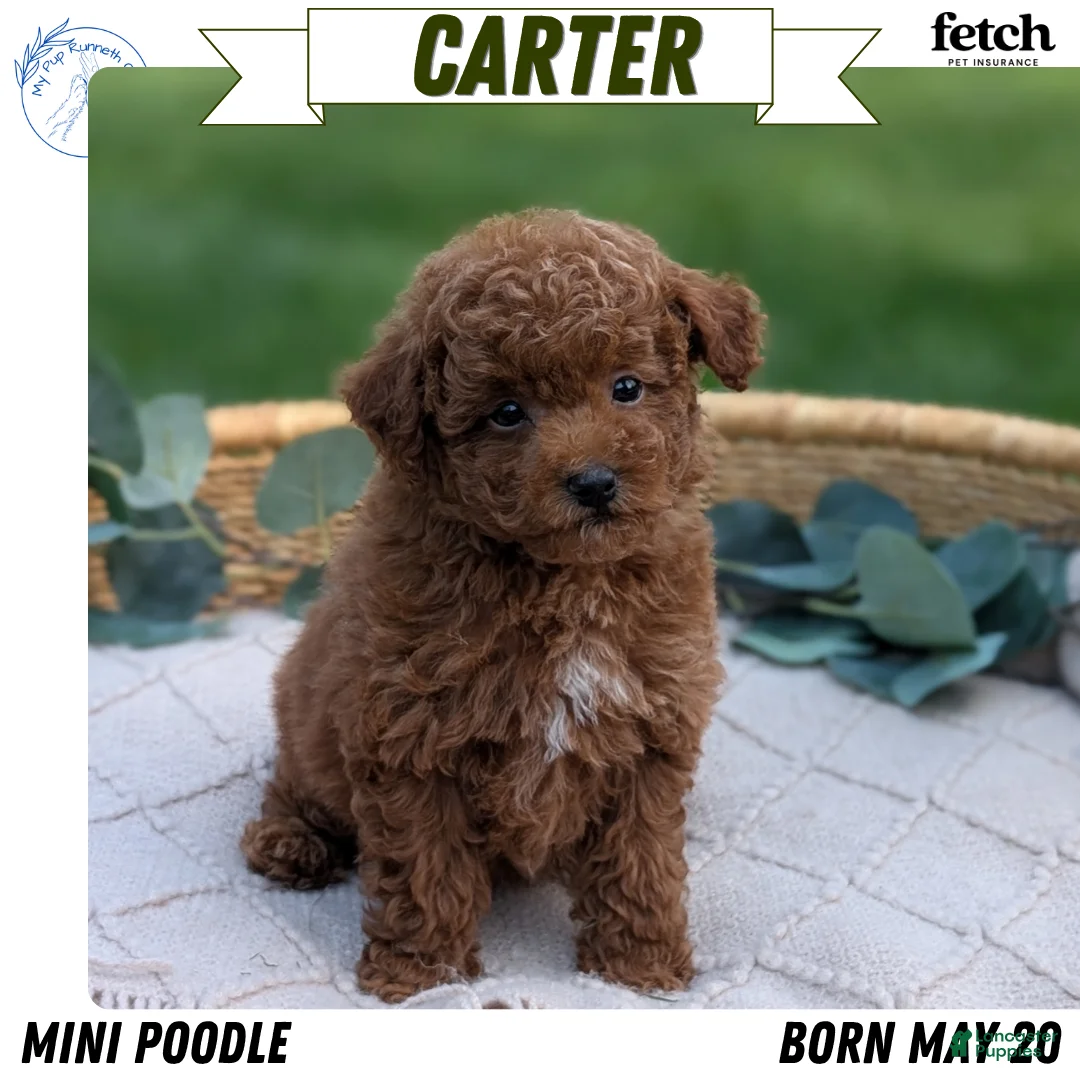 Toy Poodle dogs for sale: Carter  - Ad 1