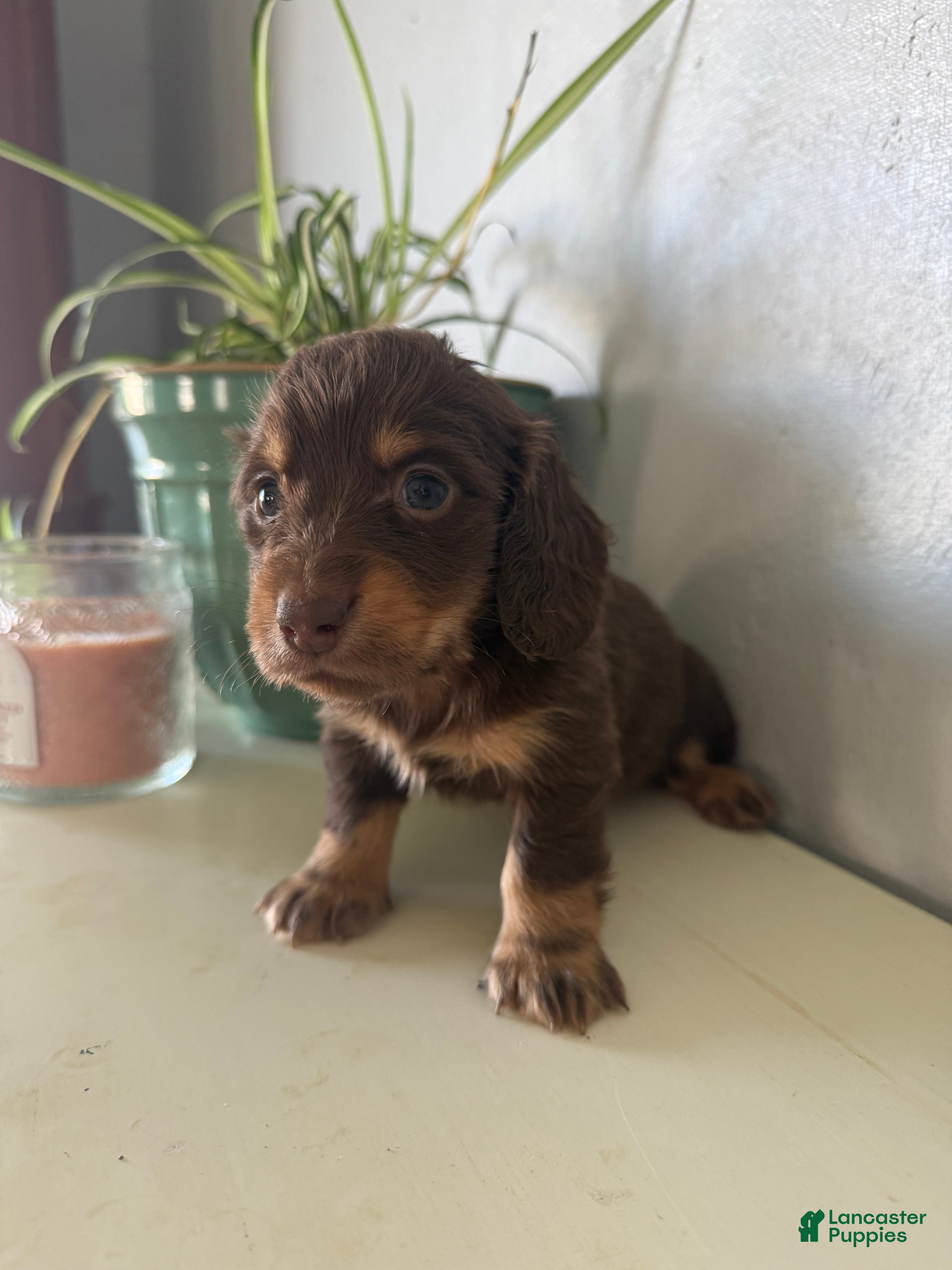 Miniature Dachshund dogs for sale: Willow - Ad 1