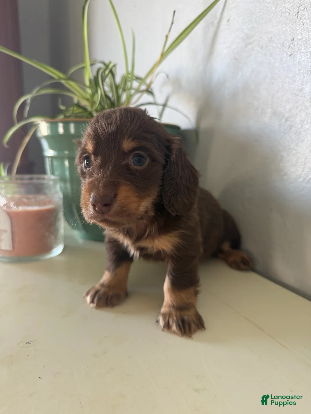 Miniature Dachshund dogs for sale: Willow - Ad 1
