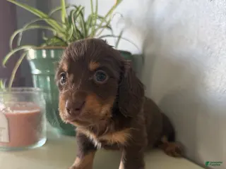 Miniature Dachshund dogs for sale: Willow - Ad 1